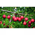 Dwarf Beauty Plum Tree Bare Root - Prunus salicina - Sweet Fruit Variety for Home Gardens