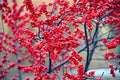 Winterberry Bush Seeds - 50 Count - Ilex verticillata - Essential Winter Planting Seeds