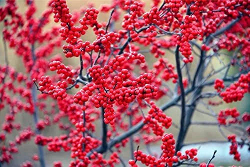Winterberry Bush Seeds - 50 Count - Ilex verticillata - Essential Winter Planting Seeds