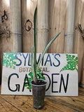 Sansevieria Bantel's Sensation Snake Plant 3" Pot | White Lightning Variegated Indoor Houseplant