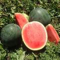 Belmont Watermelon Seeds - 50+ Pack for Garden Planting - Citrullus lanatus - USA Grown, Non-GMO