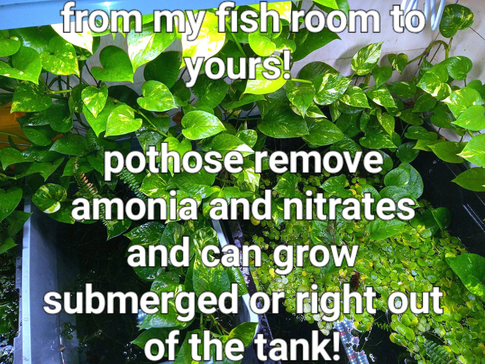 Healthy Rooted Pothos Plants - Golden, Green & Marbled Queen - Ideal for Aquariums - Epipremnum aureum