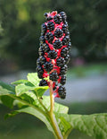 Whole American Pokeweed Berries - 25 Air Dried Dragonberries (Phytolacca americana) for Crafts, Herbal Use, or Decoration
