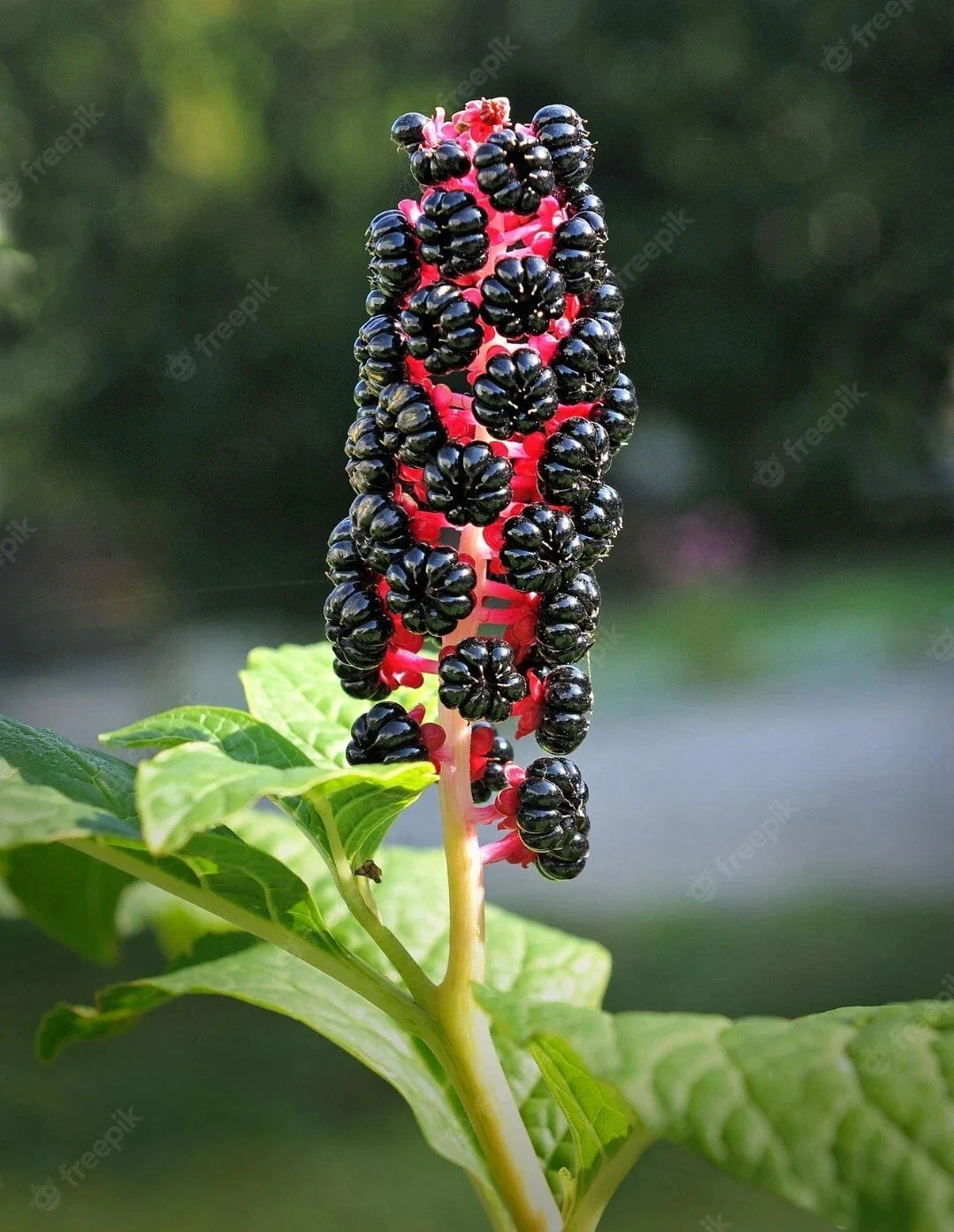 Whole American Pokeweed Berries - 25 Air Dried Dragonberries (Phytolacca americana) for Crafts, Herbal Use, or Decoration