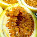 Sweet Granadilla Seeds - Yellow Passion Fruit Climber Vine - Passiflora ligularis