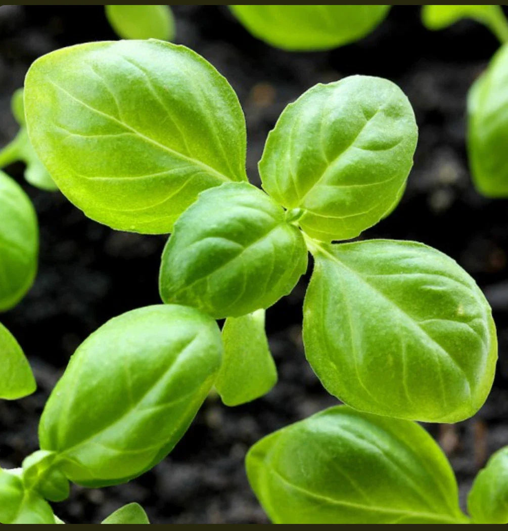 Genovese Basil Seeds | Non-GMO Heirloom Seeds | Culinary Herb for Gardening | Ocimum basilicum