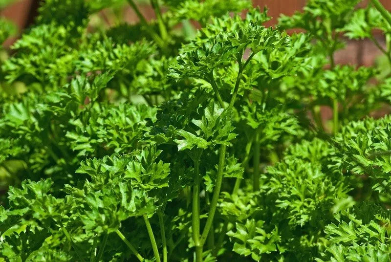 Triple Moss Curled Parsley Seeds - 150 to 2000 Seeds, Curly Herbs for Garnish, Cold Hardy (Petroselinum crispum)
