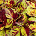 Coleus Seeds - 25+ Fairway Mosaic Variety - Ideal for Garden Planting - Solenostemon scutellarioides