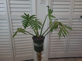 XL Mature Philodendron Radiatum Plant in 6.5" Pot - Large Tropical Houseplant for Indoor Decor, Easy Care