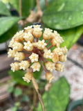 Hoya Finlaysonii Plant in 3.5" Pot - Fully Rooted, Tropical Houseplant, Hoya Species