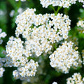 White Yarrow Seeds - Achillea Millefolium Milfoil Flower Seed - 2025 Fast Shipping
