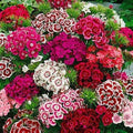 Dianthus Seeds Beauty Mix 35+ Variety, Colorful Flower Seeds for Garden - Dianthus barbatus