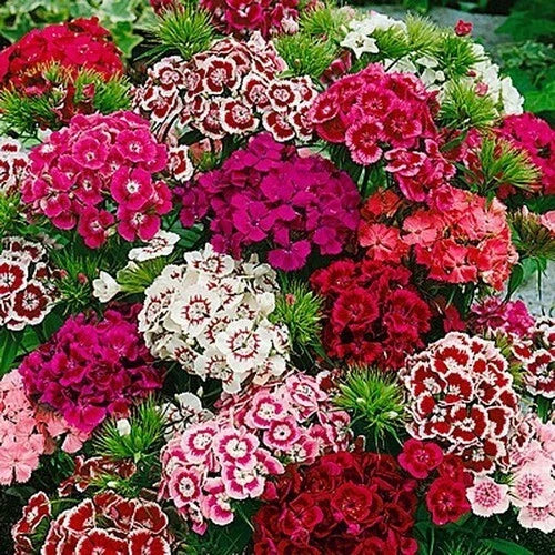 Dianthus Seeds Beauty Mix 35+ Variety, Colorful Flower Seeds for Garden - Dianthus barbatus
