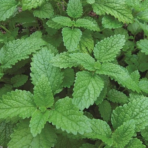 Lemon Balm Seeds - 1,000 Heirloom Non-GMO Seeds - Melissa officinalis - Aromatic Herb for Gardens