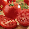 Celebrity Tomato Seeds | F1 Hybrid | Non-GMO | Solanum lycopersicum | Vegetable Garden Seeds