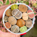 Mixed Succulent Plant Seeds - 100pcs Living Stones Lithops Seeds - Assorted Varieties for Indoor Gardening