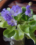 African Violet Fresh Cut Unrooted Leaves, LE Zoryane Syajvo, 2 Pack, Ideal for Propagation, Perfect for Plant Lovers