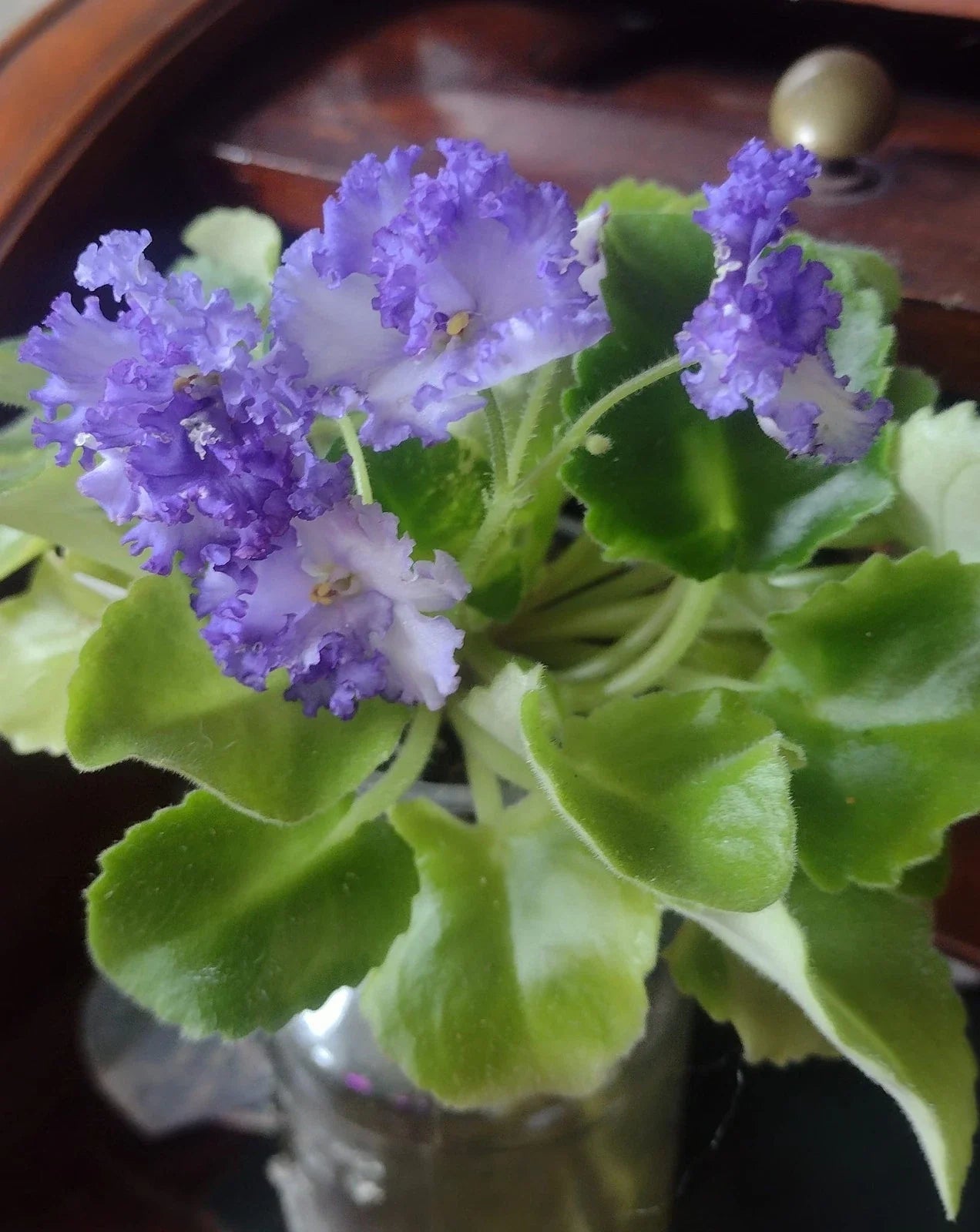 African Violet Fresh Cut Unrooted Leaves, LE Zoryane Syajvo, 2 Pack, Ideal for Propagation, Perfect for Plant Lovers