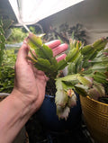 Thanksgiving/Christmas Cactus Live Plant - Rooted Branches - Schlumbergera spp. - Holiday Gift Plant