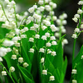 Lily of the Valley Roots - 5 Pack May Lily May Bells - Convallaria majalis