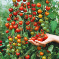 Supersweet 100 Cherry Tomato Seeds - 100+ Large Non-GMO Organic Seeds - Solanum lycopersicum