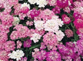 CandyTuft Seeds Mixed Colors - 100 Fresh Seeds - White, Pink, Purple - Iberis umbellata