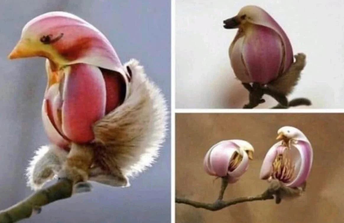 Yulan Magnolia Tree Seeds - 5 Seeds - Pink Spring Buds - Magnolia denudata