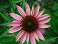 50 Pink Sherbert Coneflower Seeds - Echinacea Purpurea - Perennial Flowers - USA Grown