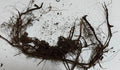New York Fern Roots (3 Pack) – Thelypteris noveboracensis Bare Root Shade-Loving Native Fern for Woodland & Garden