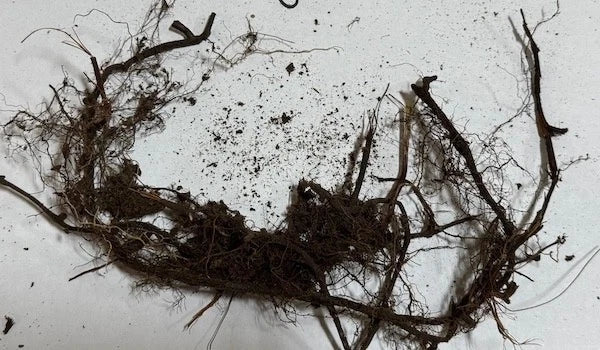 New York Fern Roots (3 Pack) – Thelypteris noveboracensis Bare Root Shade-Loving Native Fern for Woodland & Garden