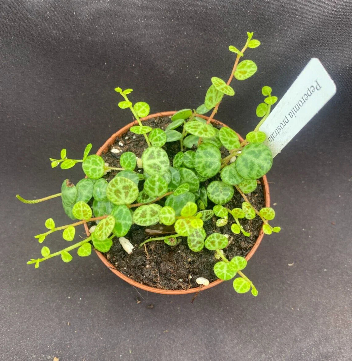 Peperomia prostrata Plant in 3" Pot, String of Turtles, Easy Care Houseplant, Ideal for Indoor Gardens