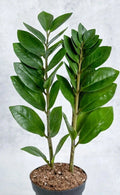 ZZ Plant Live 8-12” Rooted Green Houseplant Zamioculcas zamiifolia