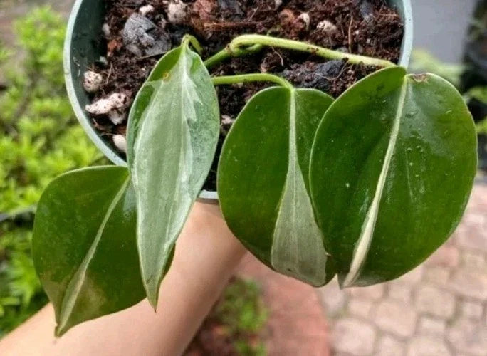 Philodendron RIO Cuttings 3-Pack with Bonus Plant Care Guide - Philodendron hederaceum