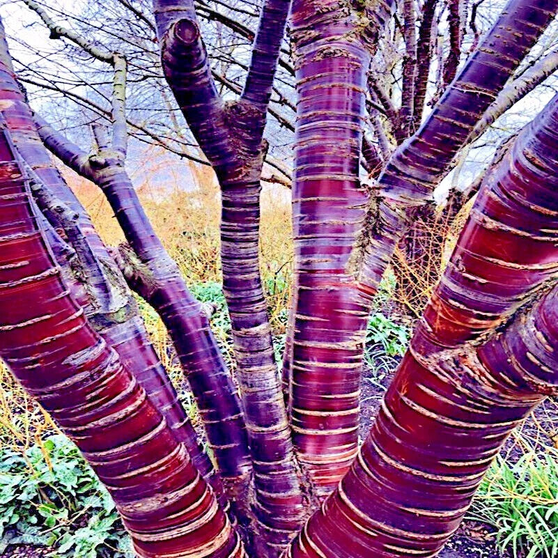 Tibetan Paper Birchbark Cherry Tree Seeds - Prunus serrula - Hardy Shiny Bark - Ideal for Gardens and Landscaping