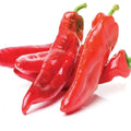 Guizeppi Chili Pepper Seeds - NuMex Mild Hatch Variety - Green Chile (Capsicum annuum) - Free Shipping