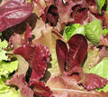 Gourmet Salad Blend Mix Lettuce Seeds 500+ | 4 Varieties | Vegetable Seeds for Home Gardening
