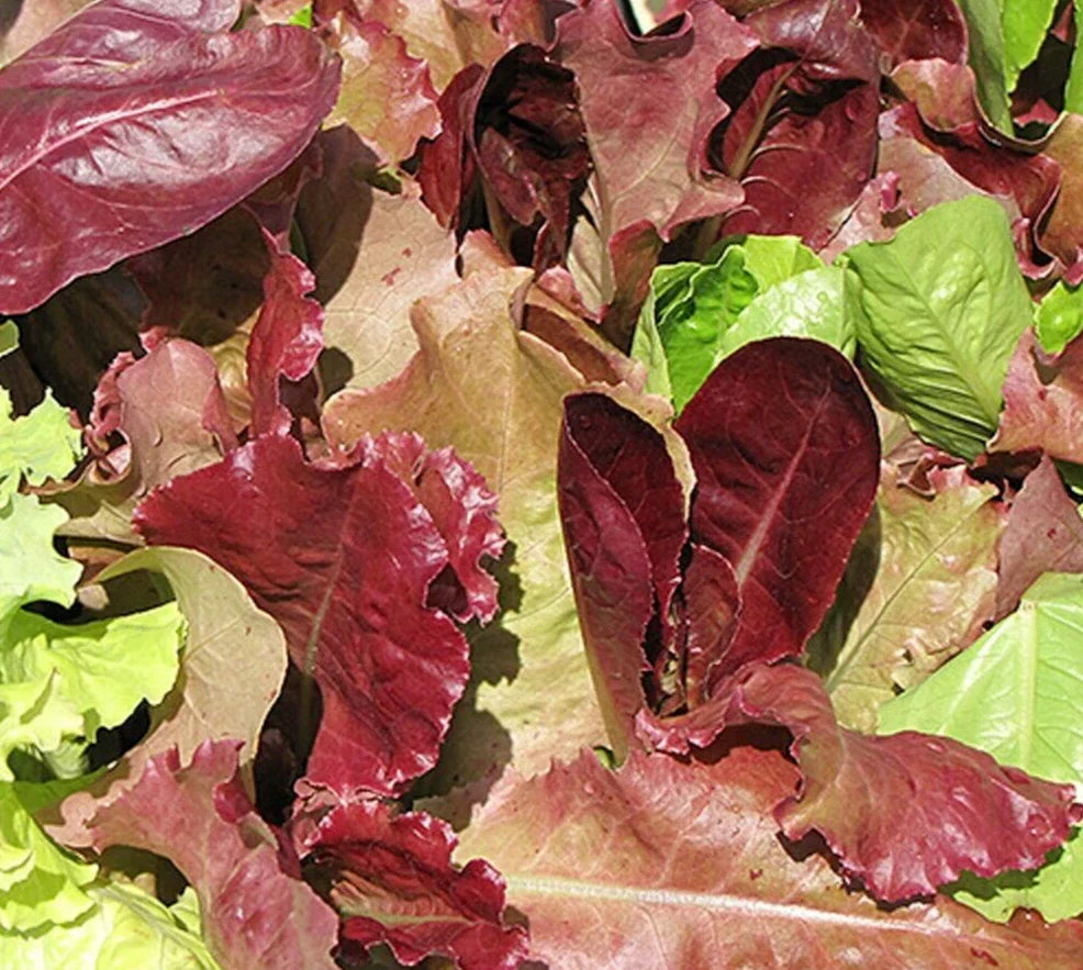 Gourmet Salad Blend Mix Lettuce Seeds 500+ | 4 Varieties | Vegetable Seeds for Home Gardening