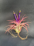 Tillandsia Ionantha Air Plant - Blushing Bride Bromeliad
