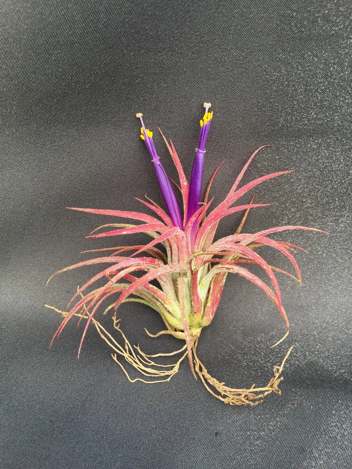 Tillandsia Ionantha Air Plant - Blushing Bride Bromeliad