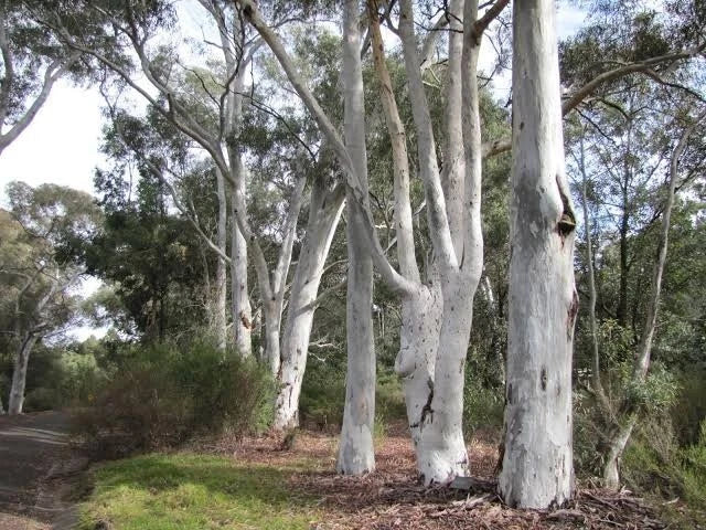 Red Spotted Eucalyptus Seeds - 50 Perennial Flower Seeds - Eucalyptus cinerea - Ideal for Gardens and Landscapes