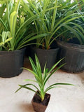 Pandan Plant - 1 Pot, Fragrant Pandanus amaryllifolius, Lá Dứa, Rooted Herb for Cooking and Aromatherapy
