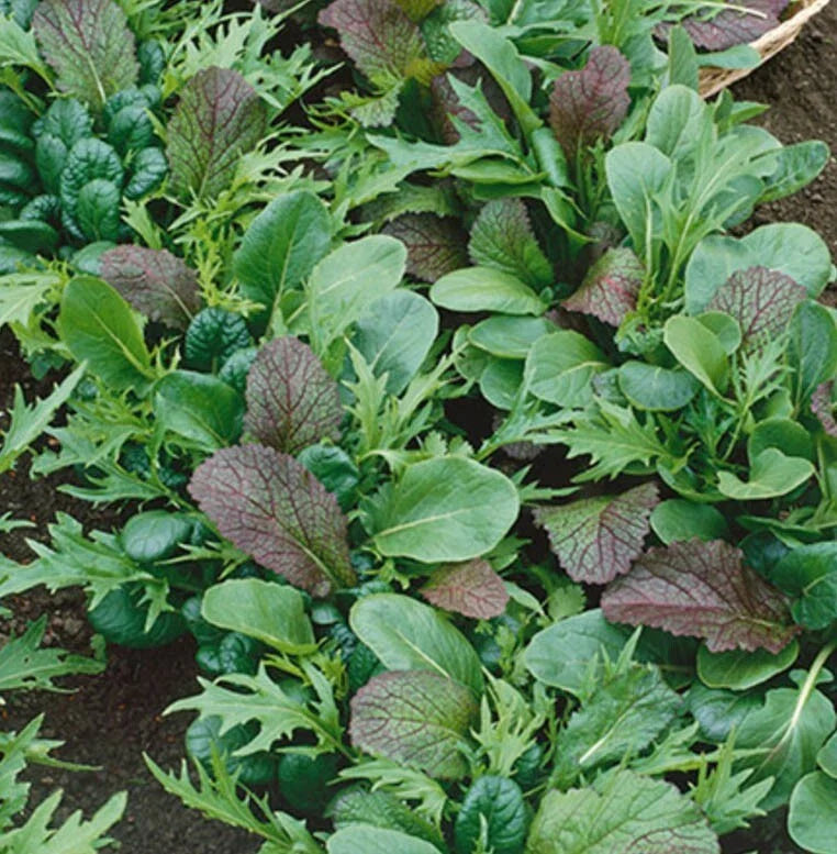 Lettuce Braising Mix Seeds - Heirloom Non-GMO Cool Season Container Variety - 500 Seeds