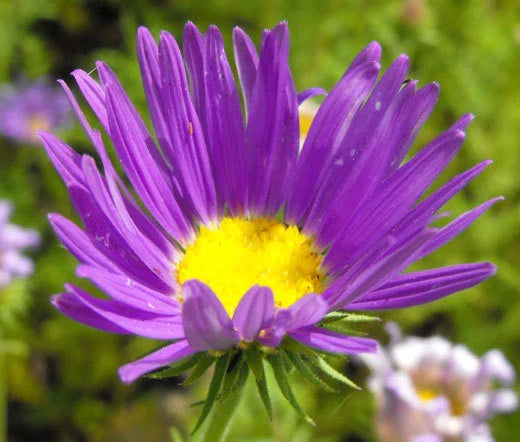 Tahoka Daisy Prairie Aster Seeds - 500 Bulk Seeds, Machaeranthera tanacetifolia, Native Wildflower, Drought Tolerant
