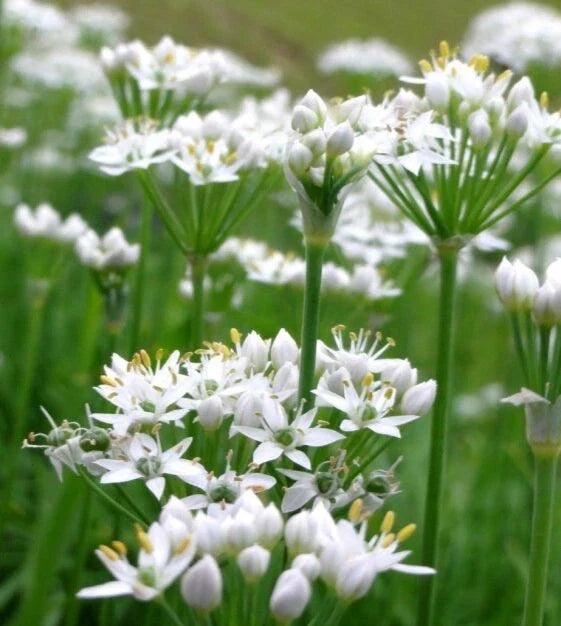 White Chives Seeds - 200+ Count - Allium schoenoprasum - Heirloom Culinary Herb Seeds for Gardens and Containers