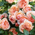 Masora Rose Plant 4" Live Japanese Rose in 4" Pot - Rosa spp.