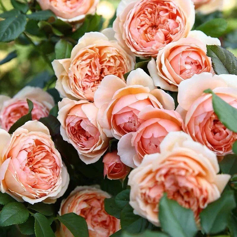 Masora Rose Plant 4" Live Japanese Rose in 4" Pot - Rosa spp.