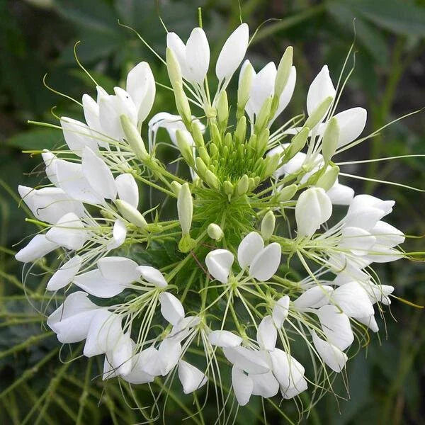 White Queen Cleome Seeds | Non-GMO Flower Seeds | Cleome Hassleriana | Garden Planting Supplies