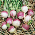 Organic Purple Top White Globe Turnip Seeds, NON-GMO, 300+ Seeds, Ideal for Vegetable Gardens, Brassica rapa