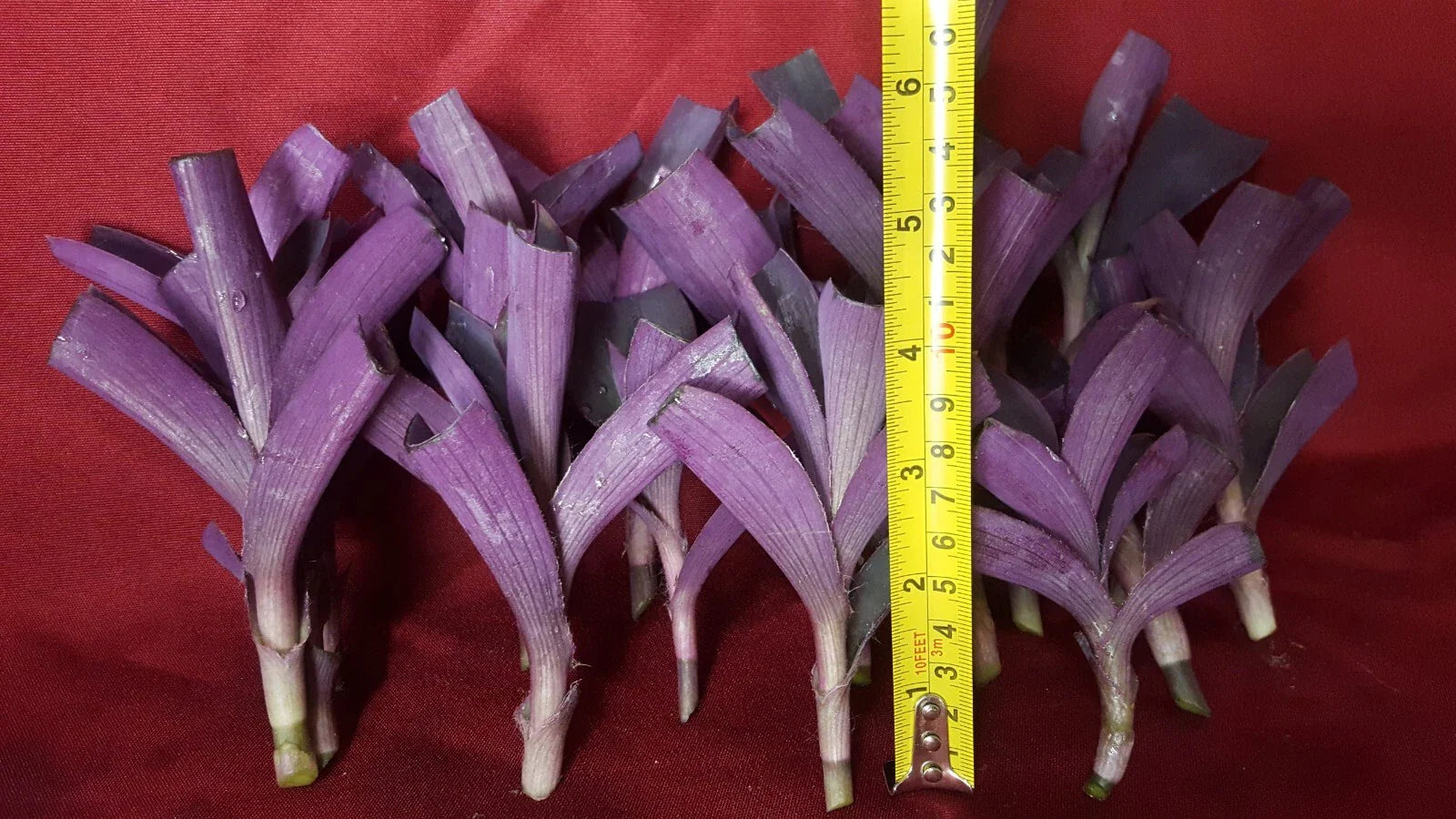 Purple Heart Wandering Jew Cuttings - 17 Pcs Live Plant Cuttings for Rooting - Tradescantia pallida
