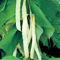 Bai Bu Lao Romano Bean Seeds - Non-GMO Pole Variety, Stringless Green - Perfect for 2025 Planting